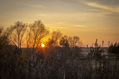 Bare trees on field against sky during sunset