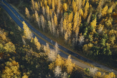 Trees by road in forest during autumn