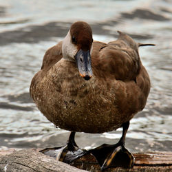 Close-up of duck at lakeshore