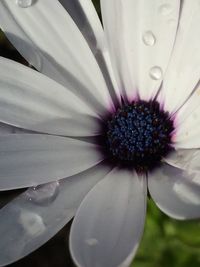 Close-up of white flowers blooming outdoors