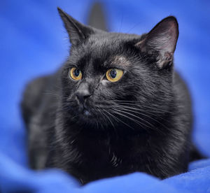 Close-up portrait of black cat