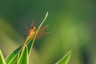 Close-up of insect on plant