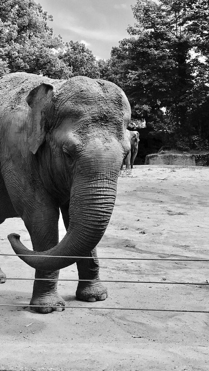 elephant, animal trunk, one animal, mammal, animal themes, animals in the wild, animal wildlife, outdoors, nature, african elephant, day, safari animals, tusk, tree, no people