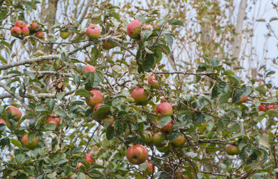 Fruits growing on tree