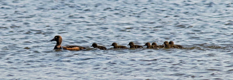 Ducks swimming in lake