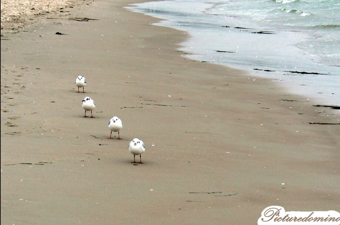 sand, beach, shore, high angle view, animal themes, bird, footprint, day, animals in the wild, sunlight, outdoors, nature, wildlife, seagull, sandy, sea, shadow, no people, water, street