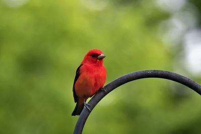 Close-up of a bird perching on branch