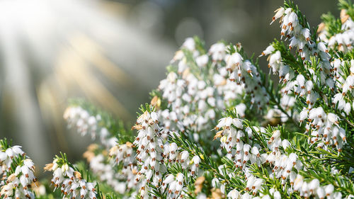 Close-up of white flowering plant