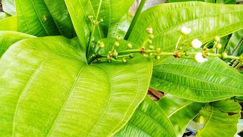 Close-up of green leaves