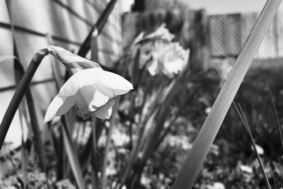 Close-up of flowering plant on field