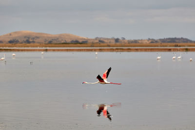 A flamingo flying above the water