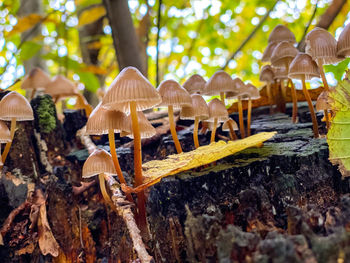 Close-up of mushroom growing in forest