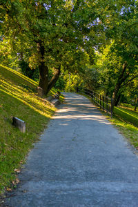 Road amidst trees