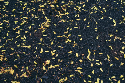 Full frame shot of dry autumn leaves