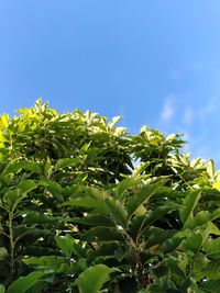 Close-up of fresh green plant