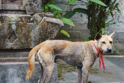 Shy street dog in front of an concrete wall in indonesia.