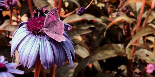 Close-up of purple flowering plant and butterfly