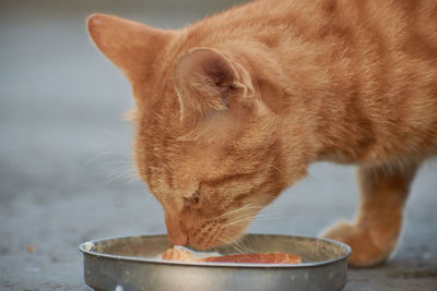 Close-up of ginger cat eating food