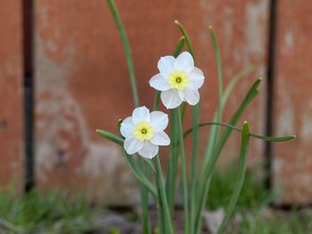 Close-up of white flowering plant