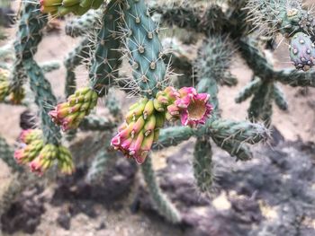 Close-up of prickly pear cactus