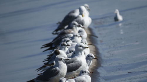 Close-up of bird in lake