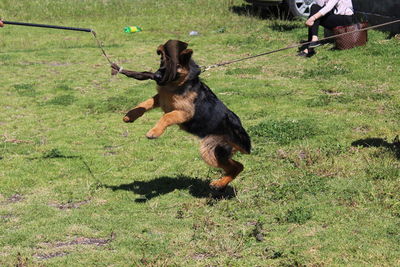 Dog on grassy field