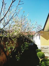 Flowering tree against clear sky