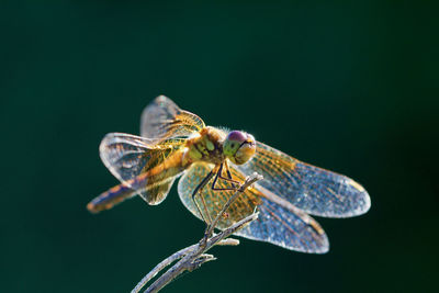 Close-up of insect perching on leaf