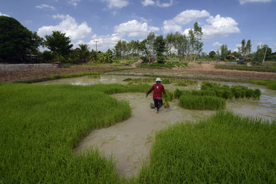 Rear view of farmer working on field