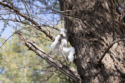 Low angle view of monkey on tree