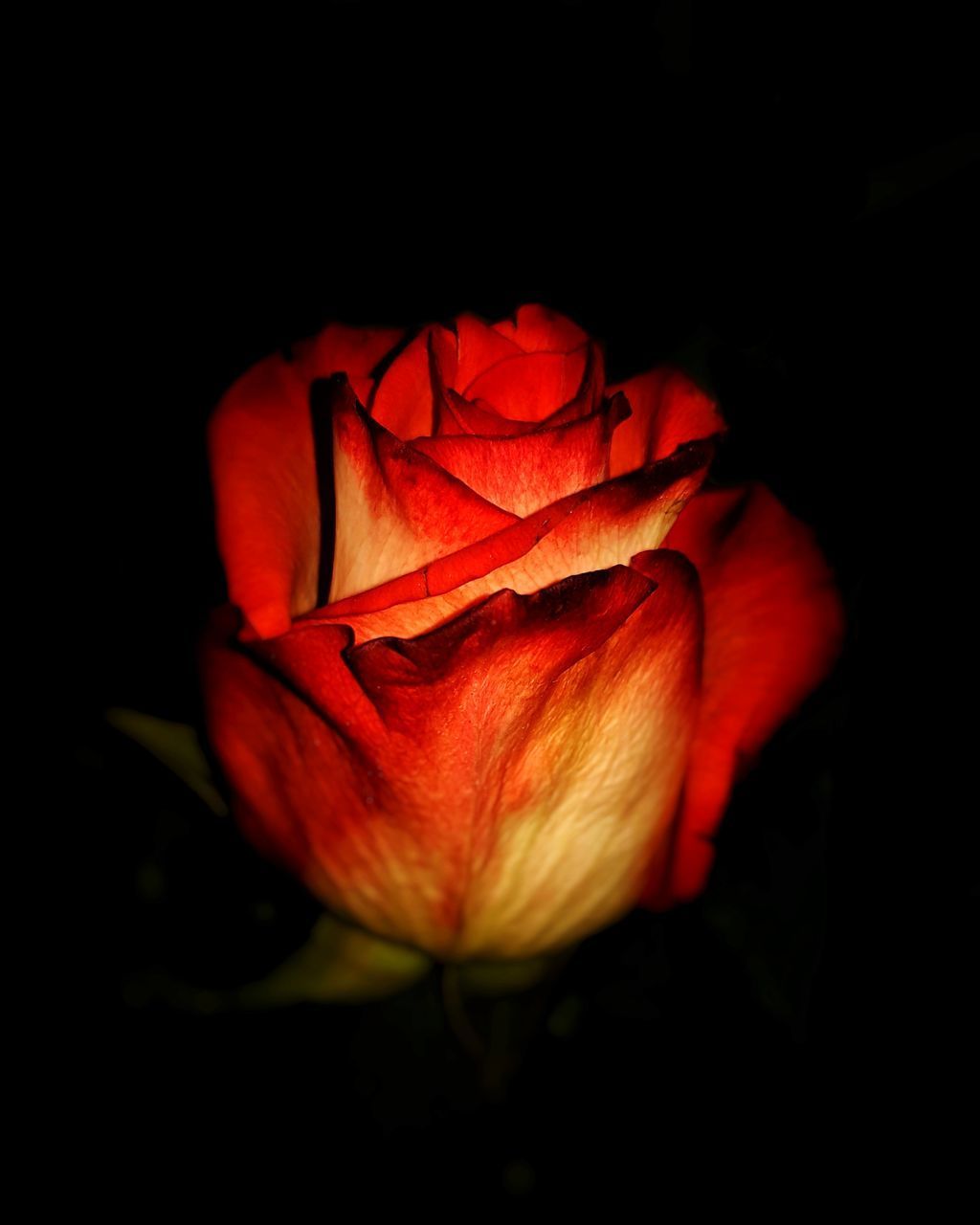 CLOSE-UP OF RED ROSE