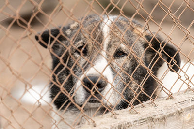 Close-up of a dog in cage