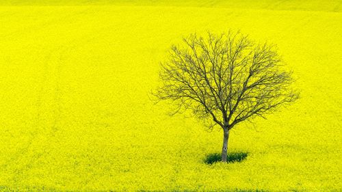 Bare tree on field against yellow sky