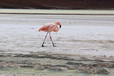 Panoramic view of lagoon laguna de canapa with flamingo at uyuni in bolivia,south america