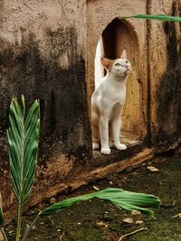 Cat sitting on wall