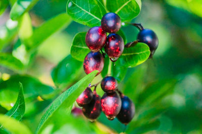 Close-up of cherries growing on plant