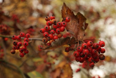 Close-up of red berries on tree. autumn. 
