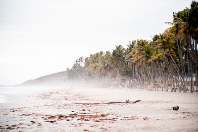 Scenic view of beach against clear sky