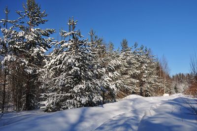 Snow covered tree against clear blue sky