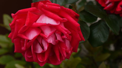 Close-up of red rose