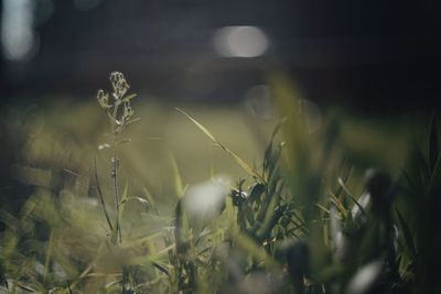 Close-up of plant against blurred background