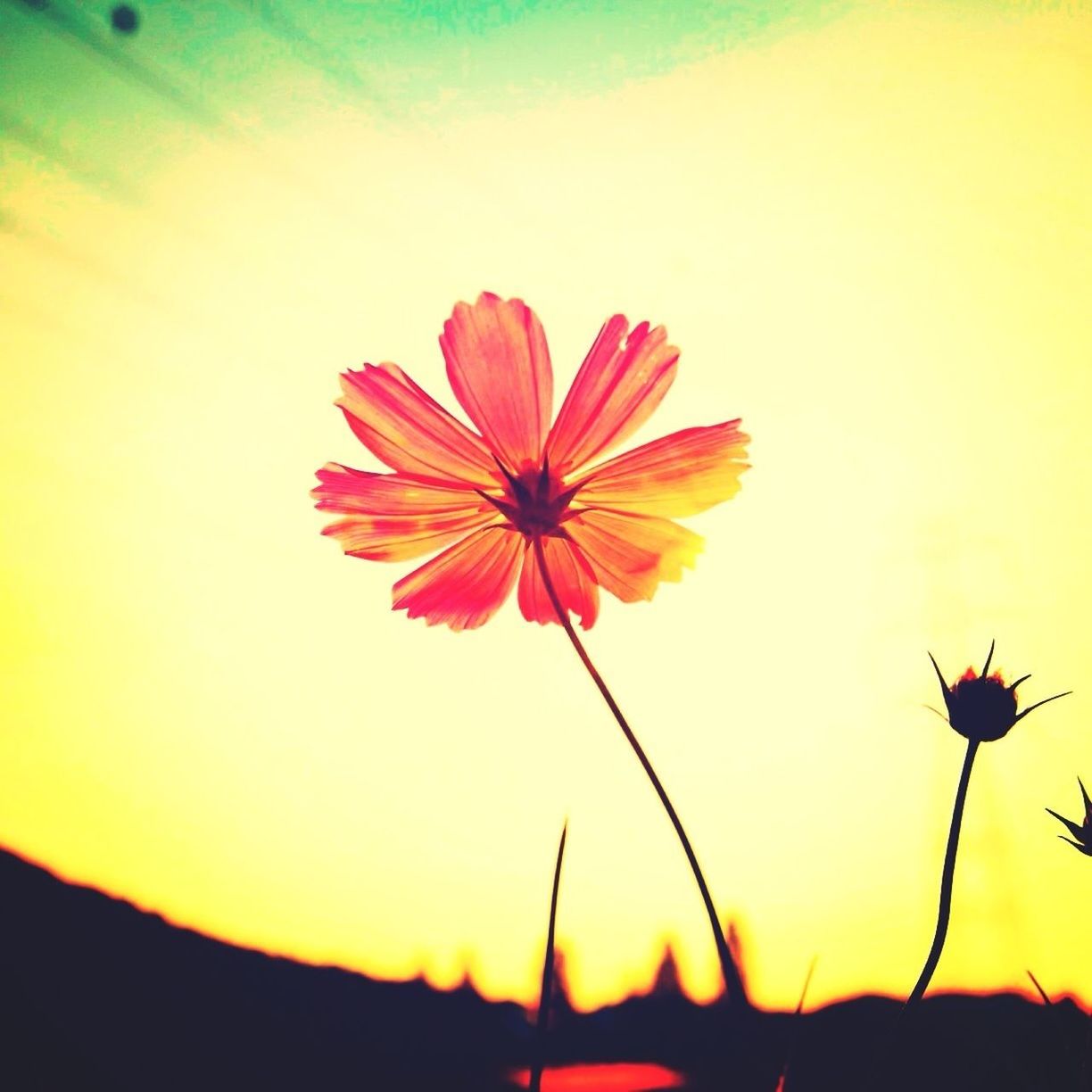 flower, petal, fragility, flower head, freshness, sunset, beauty in nature, orange color, nature, growth, plant, focus on foreground, blooming, sky, close-up, yellow, single flower, stem, pollen, outdoors