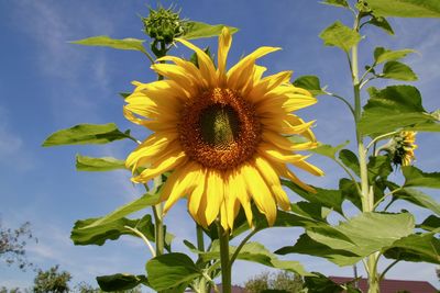 Close-up of sunflower against sky