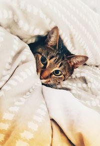 High angle portrait of cat relaxing on bed