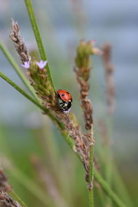 Close-up of ladybug on plant