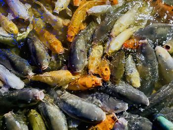 High angle view of fish in water