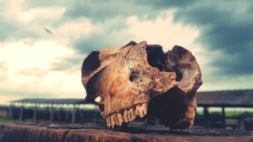 Broken animal skull on retaining wall against cloudy sky