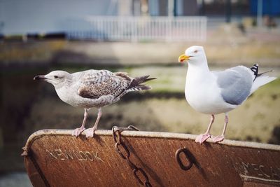 Close-up of birds perching on railing