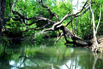 Scenic view of lake with trees in background