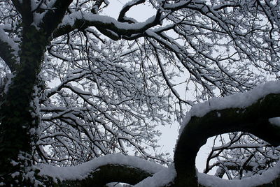 Low angle view of bare tree against sky